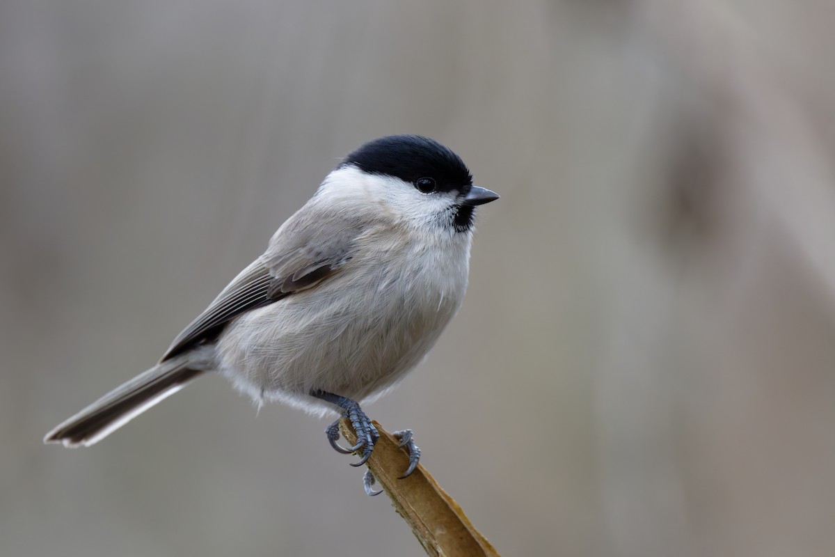 Marsh Tit - ML646746635