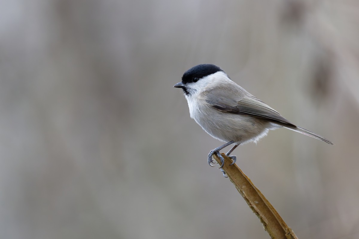 Marsh Tit - ML646746636