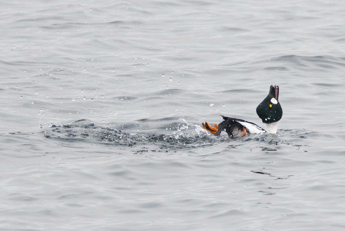 Garrot à oeil d'or - ML646746638