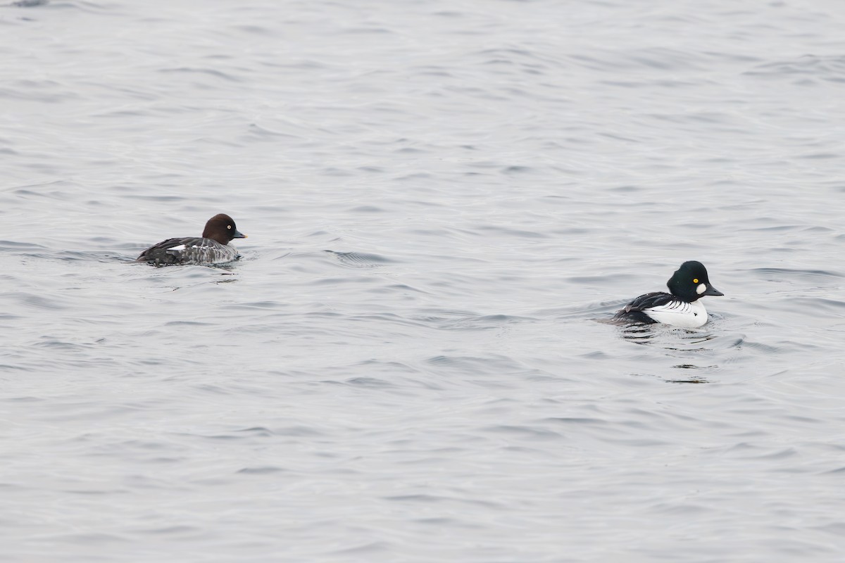 Garrot à oeil d'or - ML646746639