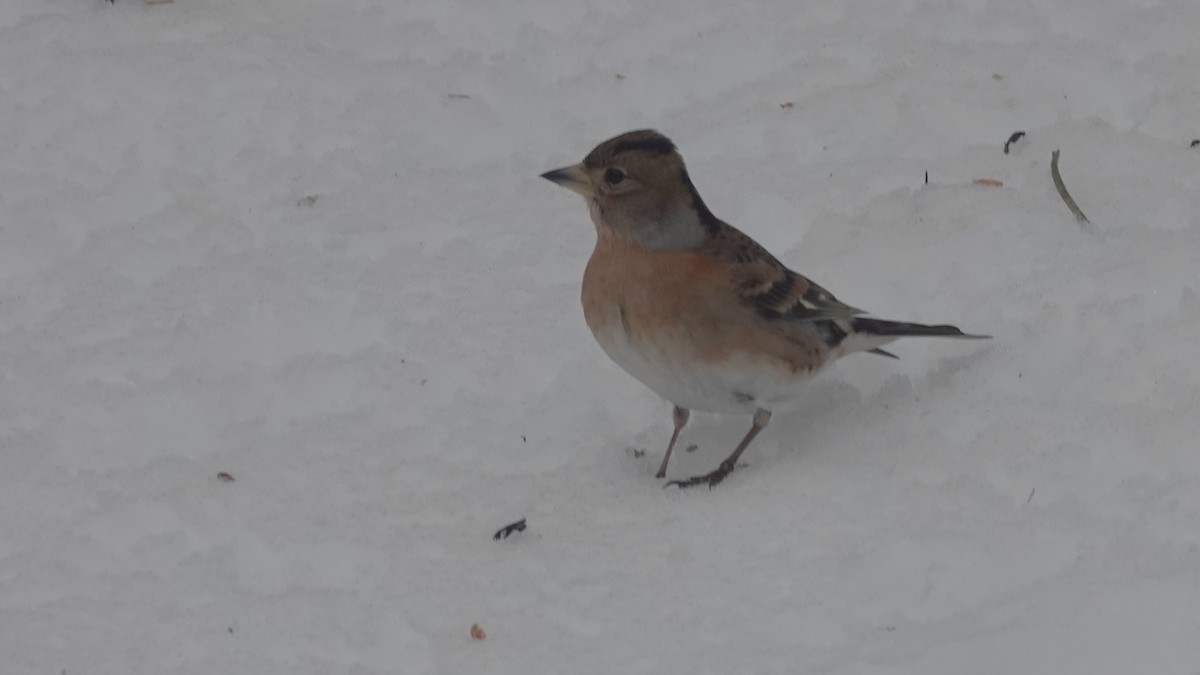 Negu-txonta - ML646746641