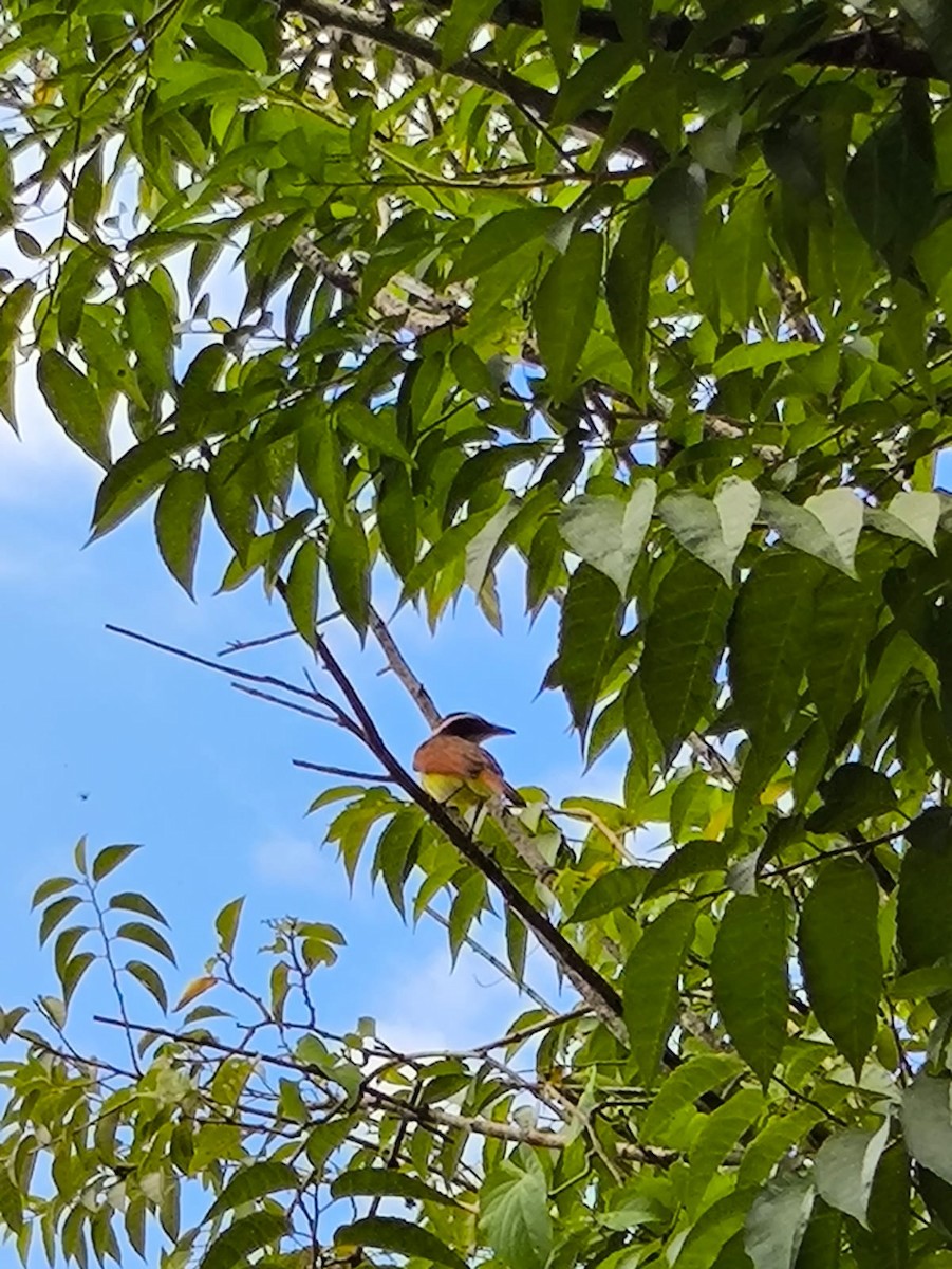 Great Kiskadee - ML646746642