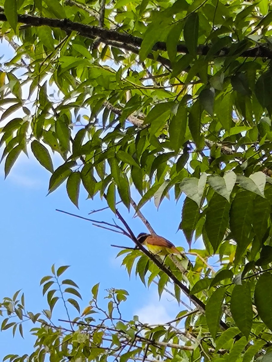 Great Kiskadee - ML646746646