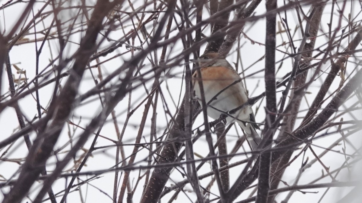 Negu-txonta - ML646746647