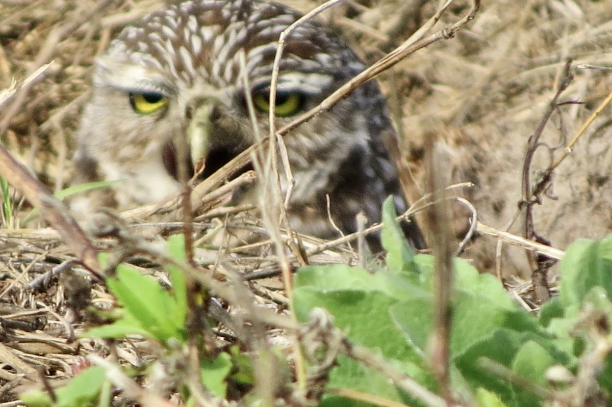 Burrowing Owl - ML646746648