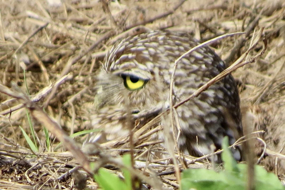 Burrowing Owl - ML646746649