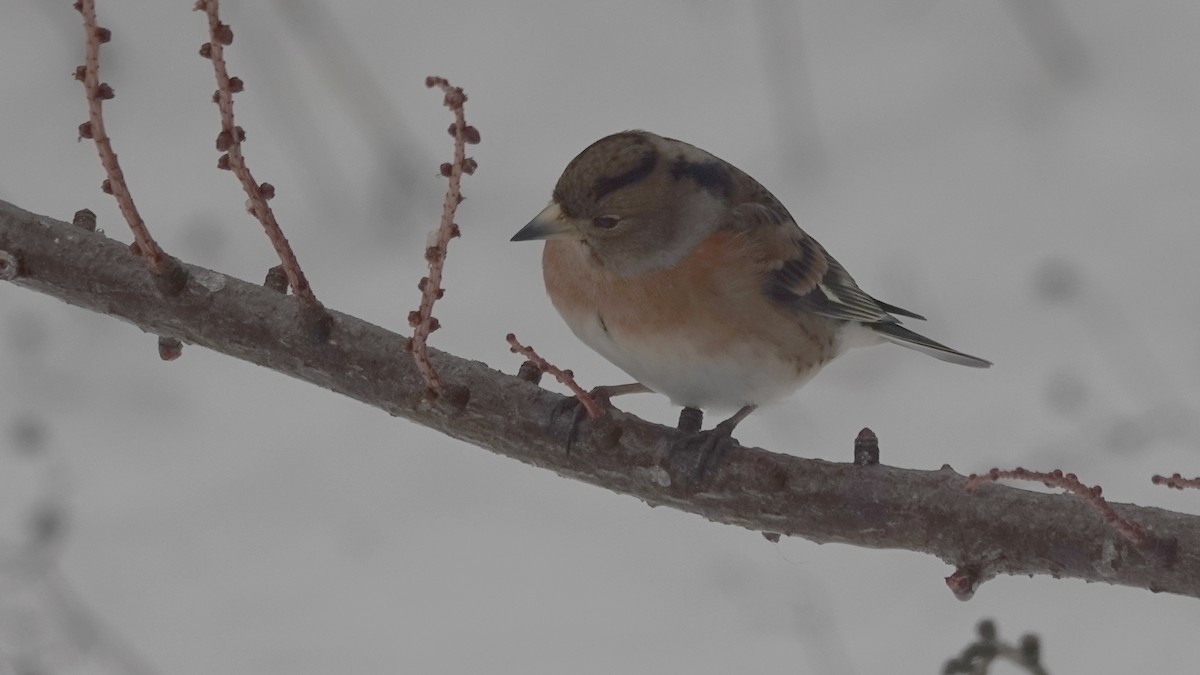 Negu-txonta - ML646746654