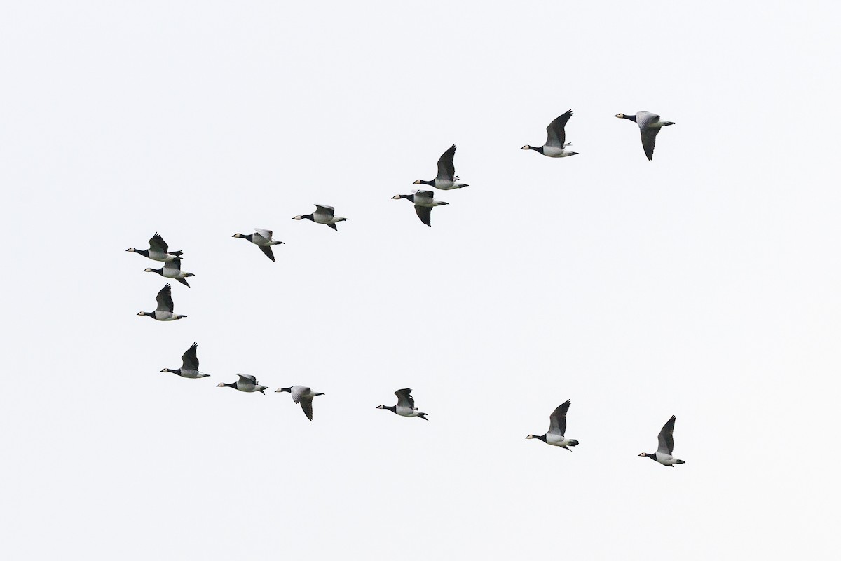 Bernache nonnette - ML646746655