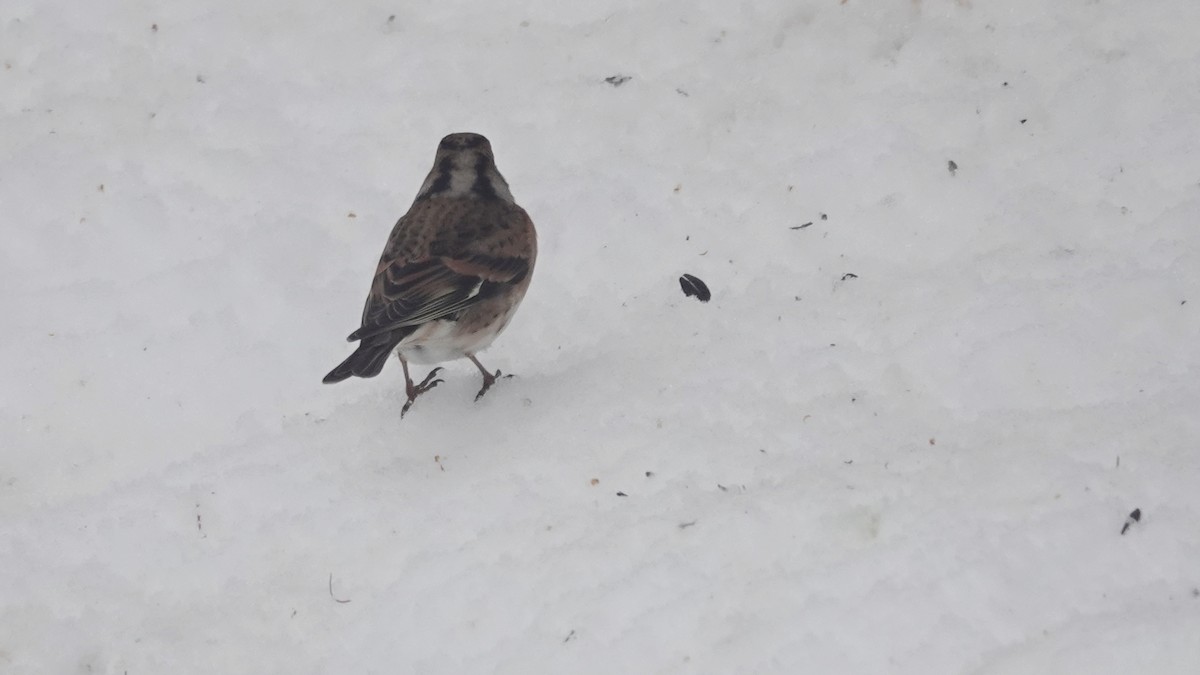 Negu-txonta - ML646746658