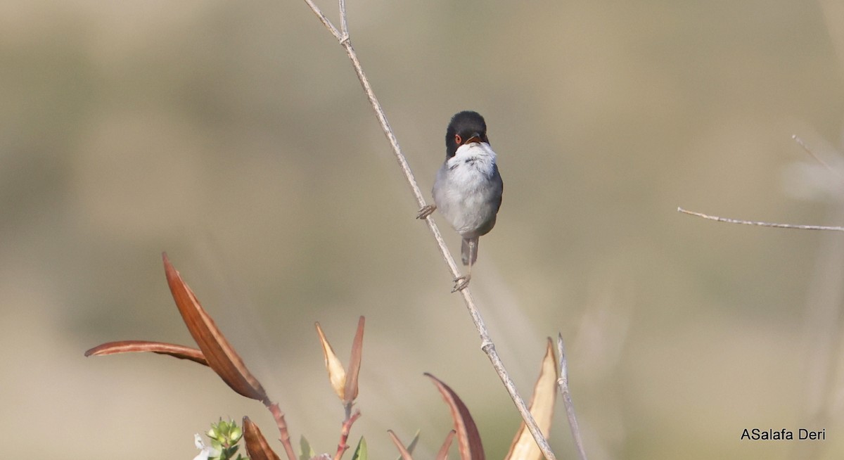 Maskeli Ötleğen - ML646746660