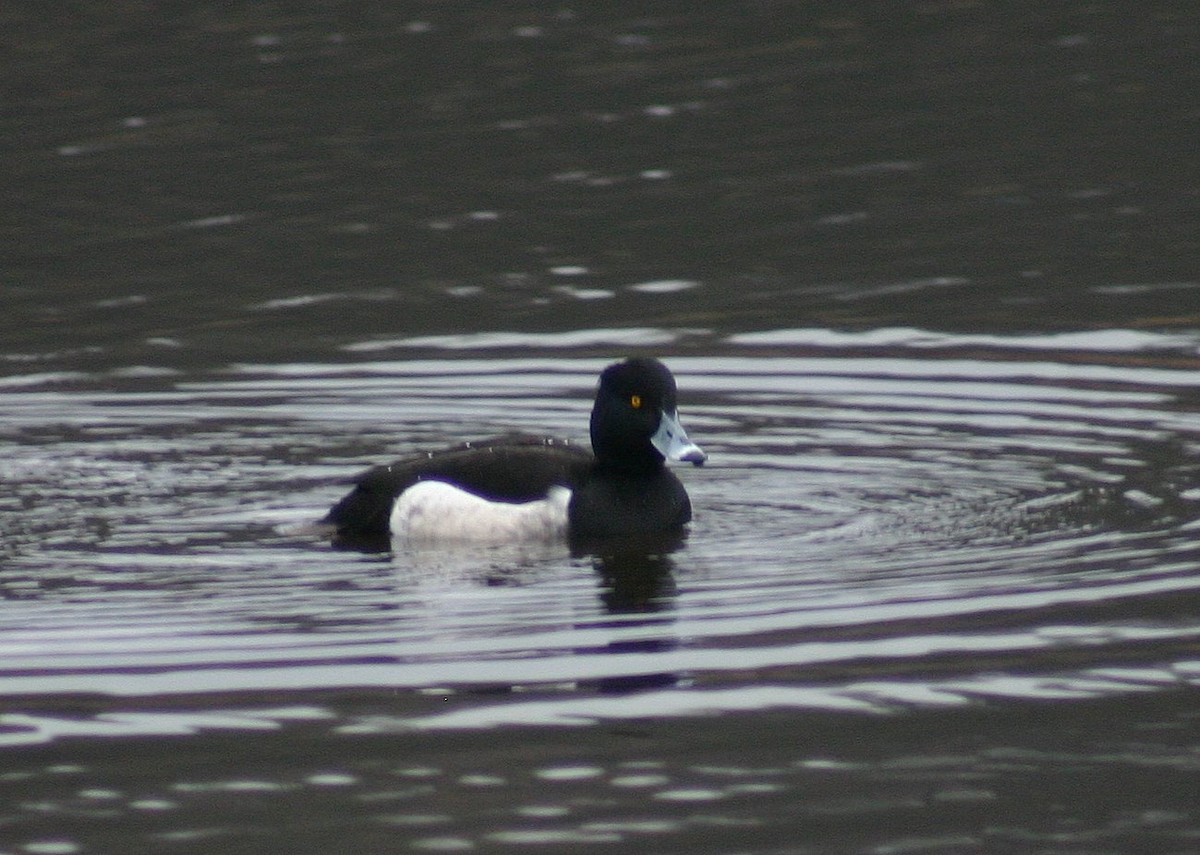 Tufted Duck - ML646746661