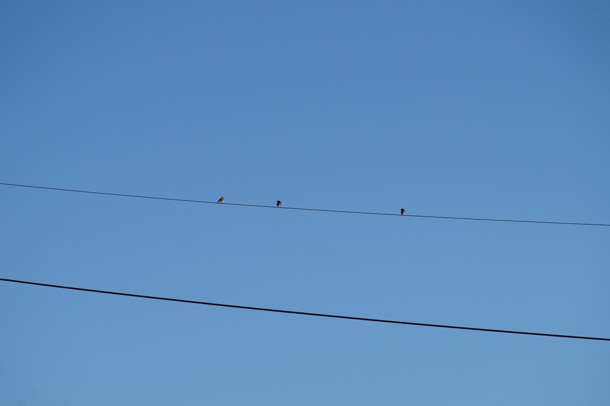 Azulejo Oriental - ML646746664