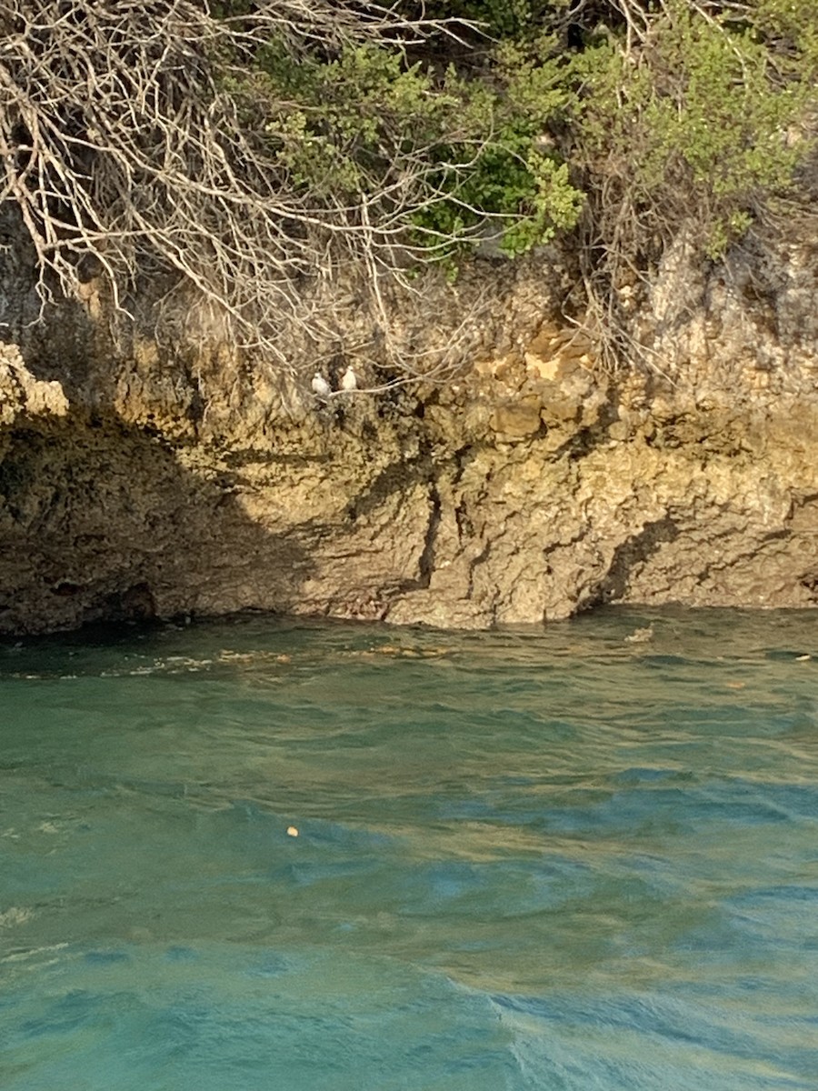 Blue-billed White-Tern - ML646746665