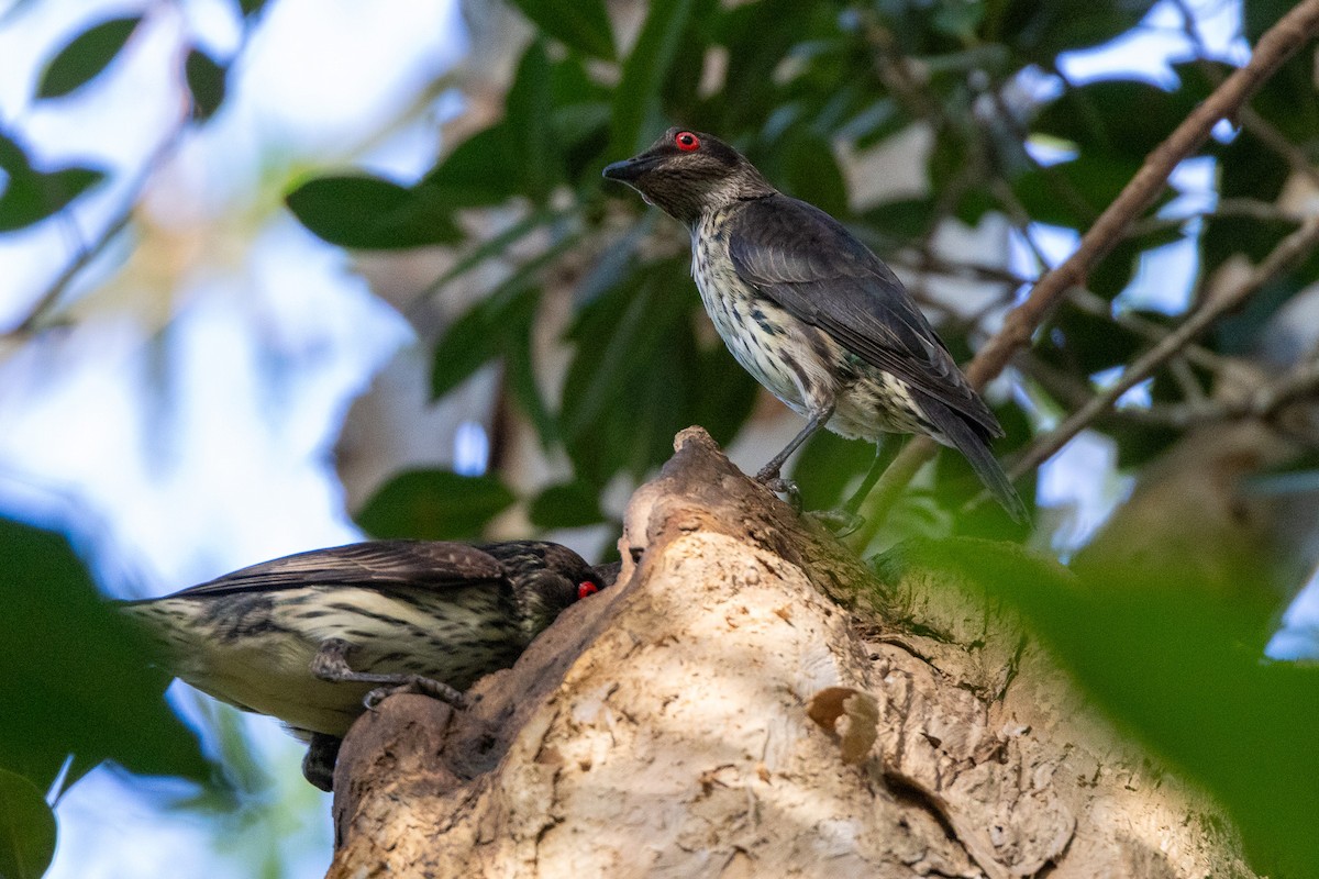 Metallic Starling - ML646746667