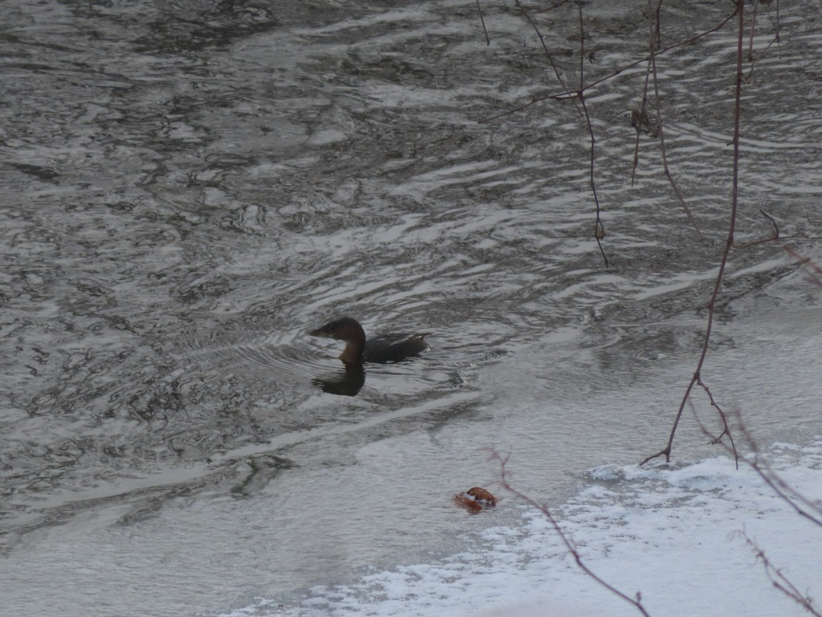 Pied-billed Grebe - ML646746669
