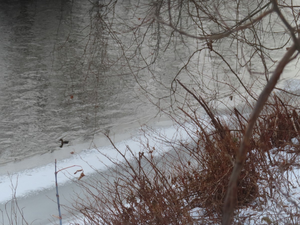 Pied-billed Grebe - ML646746670