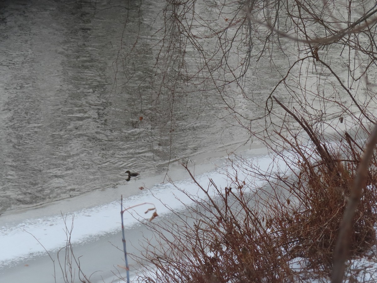 Pied-billed Grebe - ML646746671