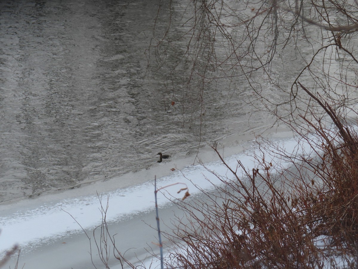 Pied-billed Grebe - ML646746672