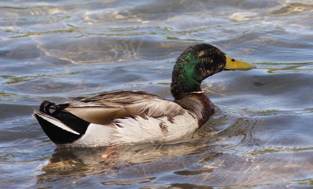 Крижень звичайний - ML646746673
