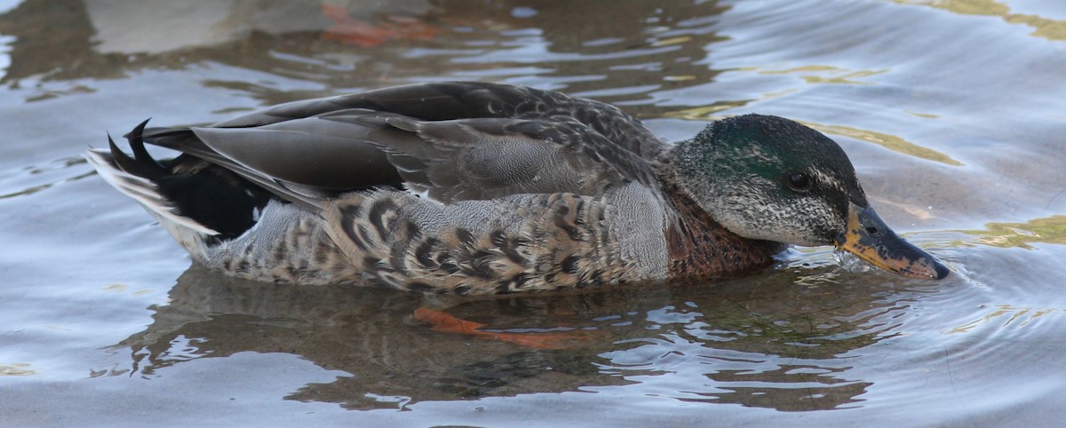 Крижень звичайний - ML646746674