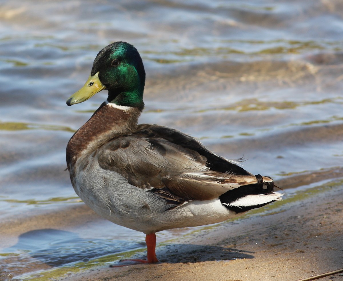 Крижень звичайний - ML646746675