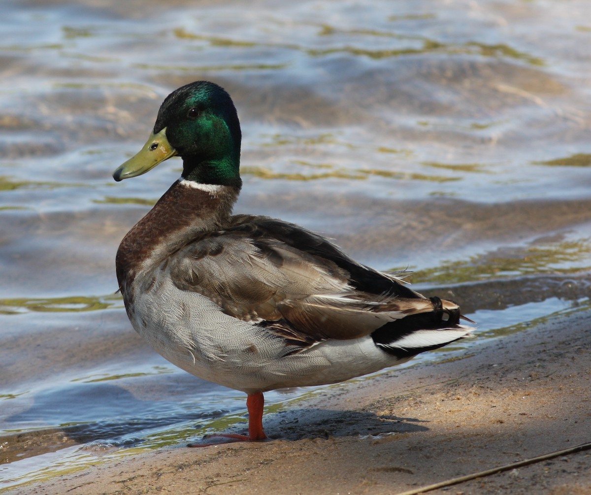 Крижень звичайний - ML646746677