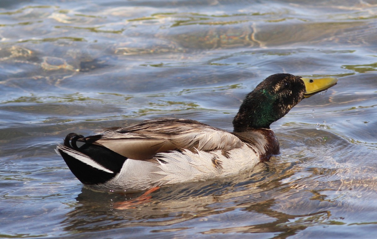 Крижень звичайний - ML646746678