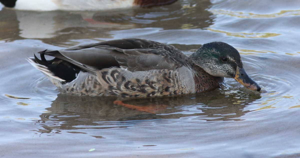 Крижень звичайний - ML646746679