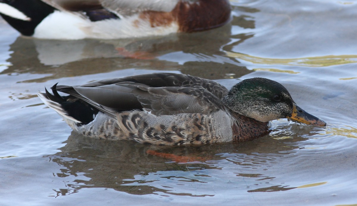 Крижень звичайний - ML646746680