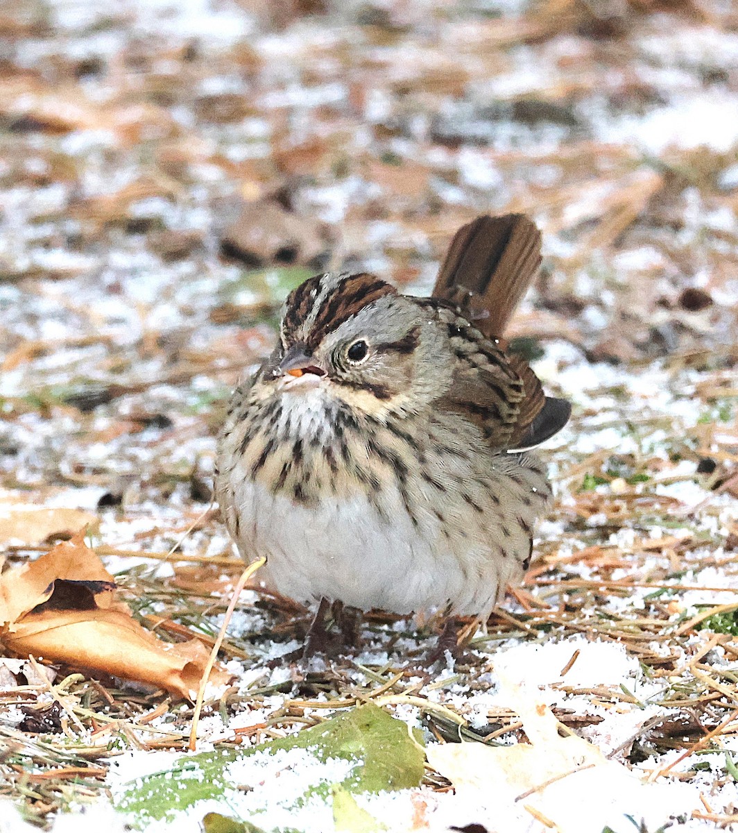 strnadec pruhohlavý - ML646746681