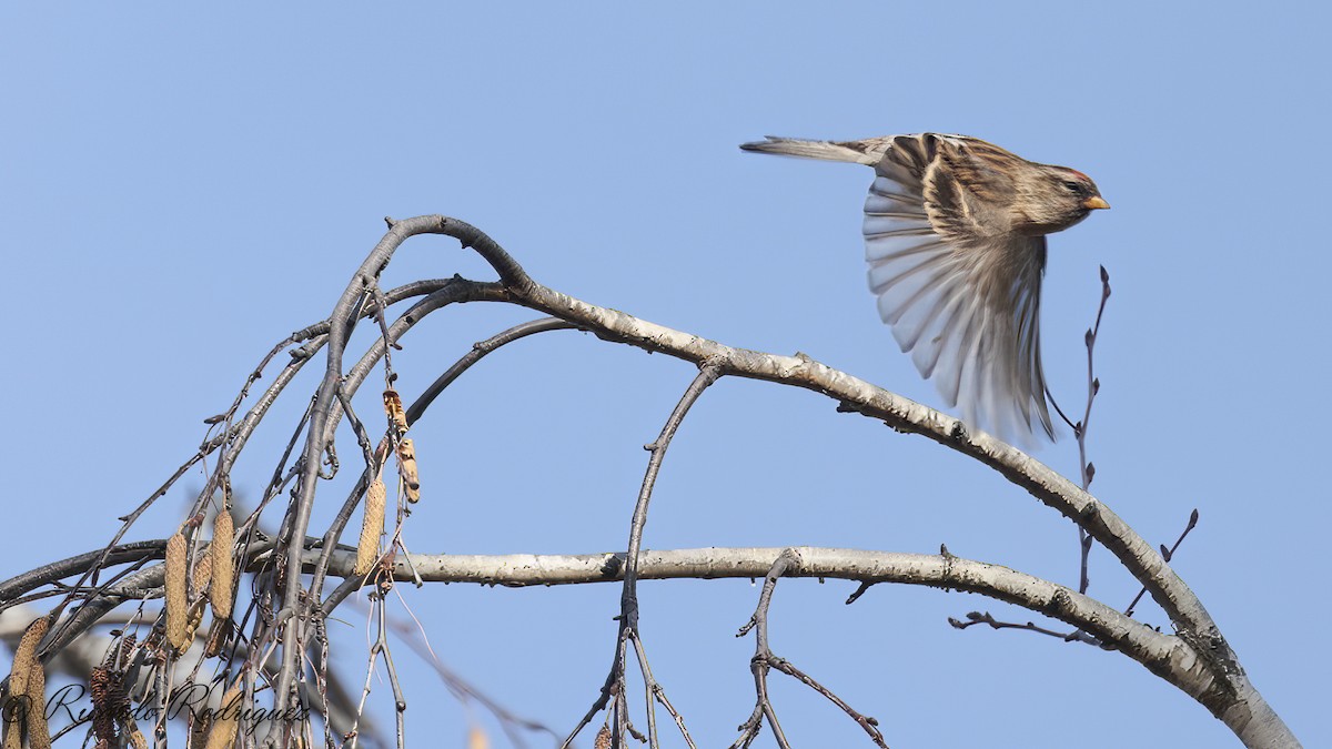 Pardillo Sizerín (alpino) - ML646746682