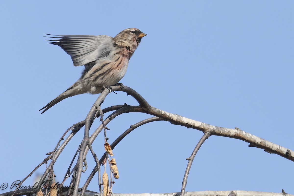 Pardillo Sizerín (alpino) - ML646746683