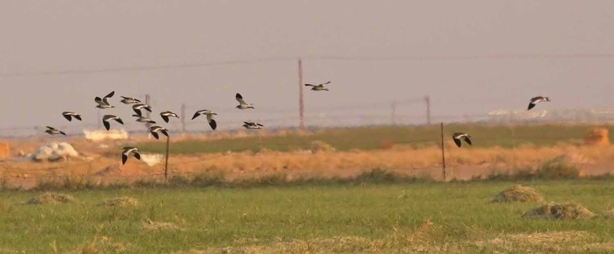 Кречётка - ML646746684