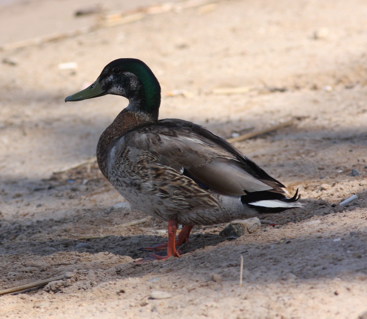 Крижень звичайний х мексиканський - ML646746685