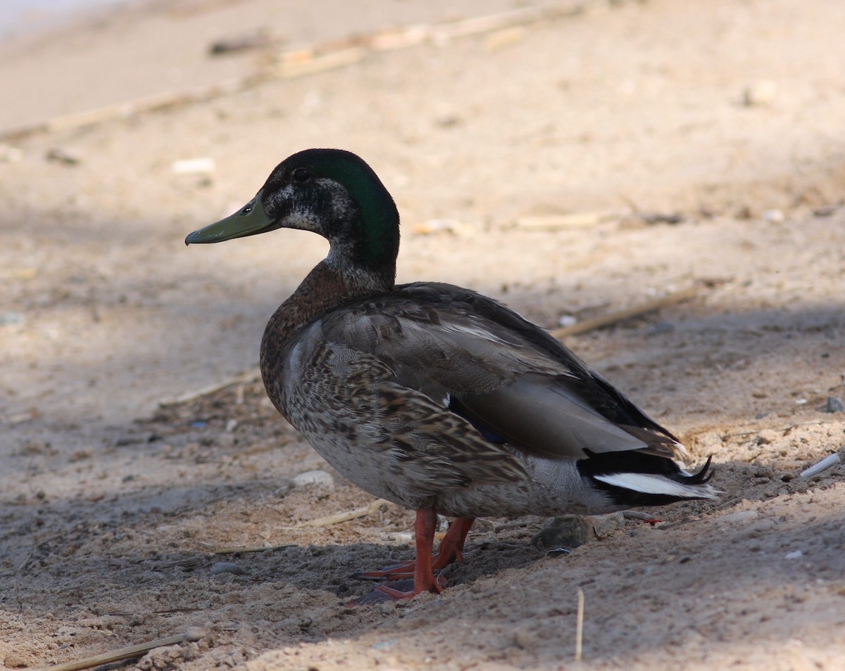 Крижень звичайний х мексиканський - ML646746686