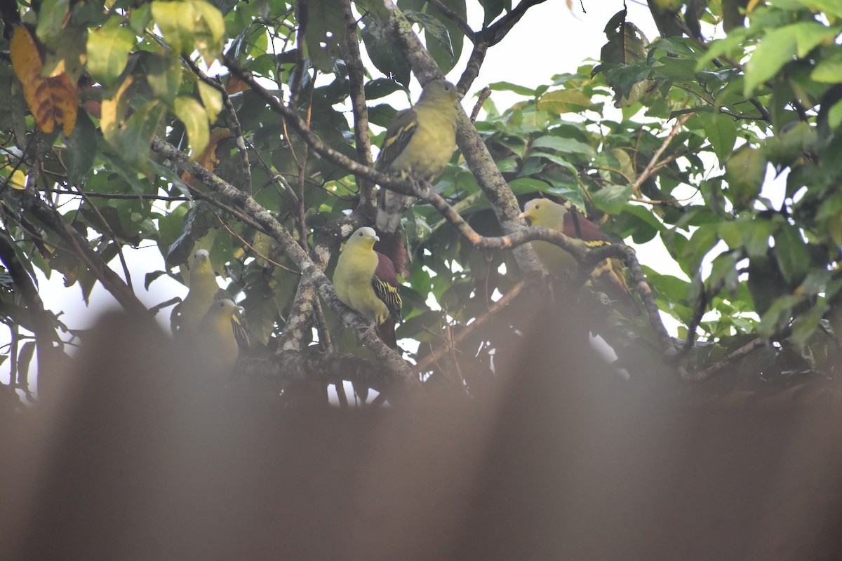 Gray-fronted Green-Pigeon - ML646746687