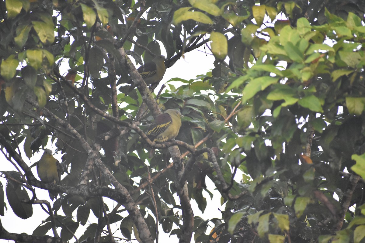 Gray-fronted Green-Pigeon - ML646746688