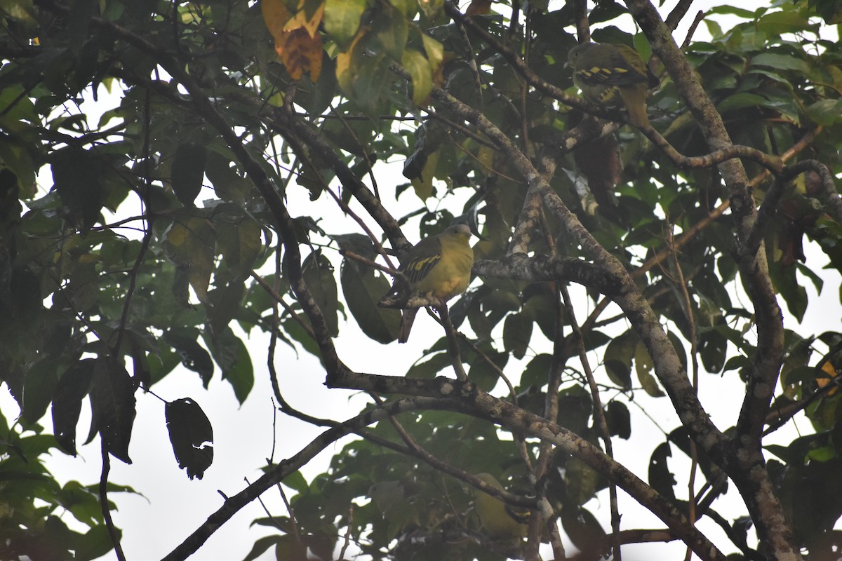 Gray-fronted Green-Pigeon - ML646746689