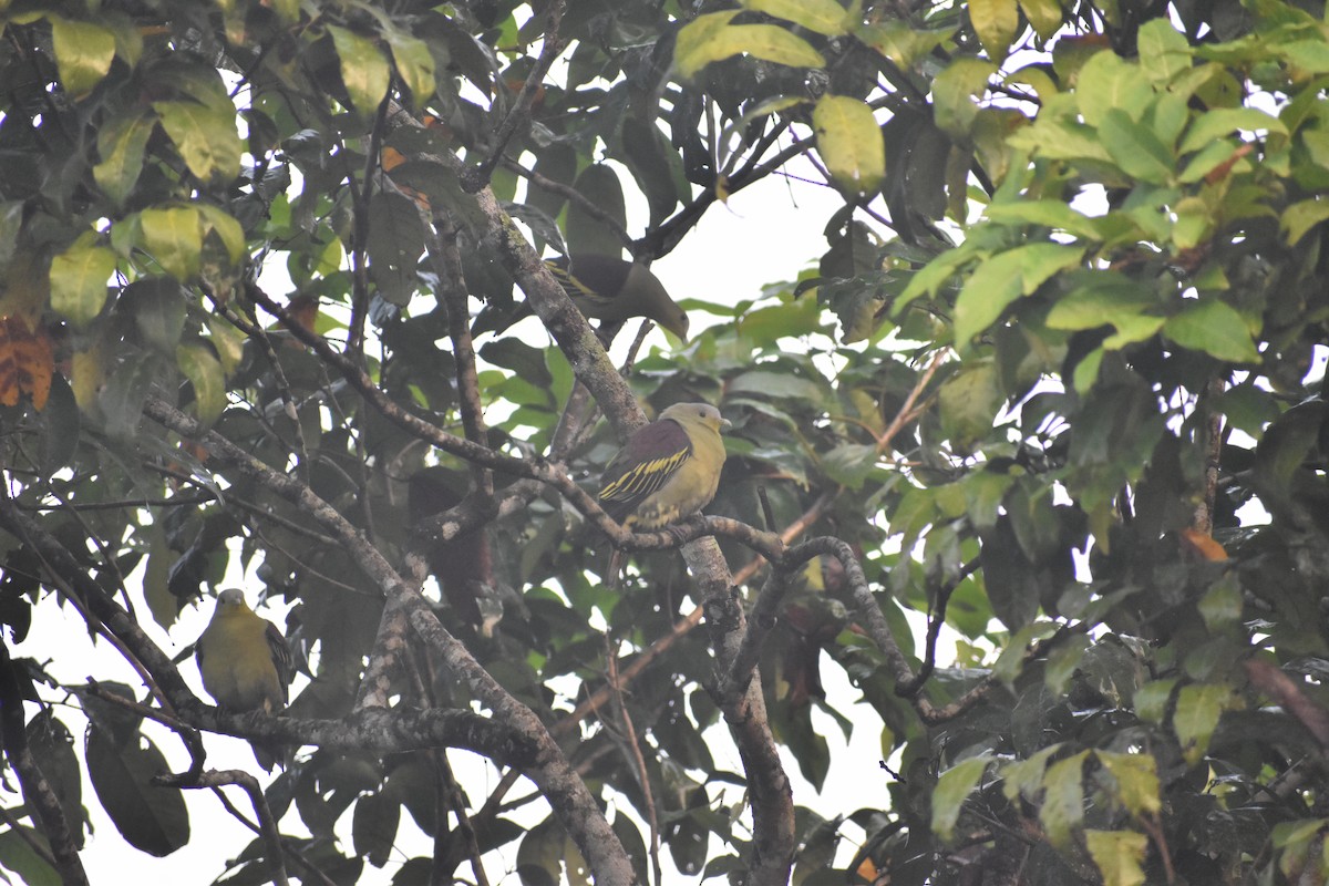 Gray-fronted Green-Pigeon - ML646746690