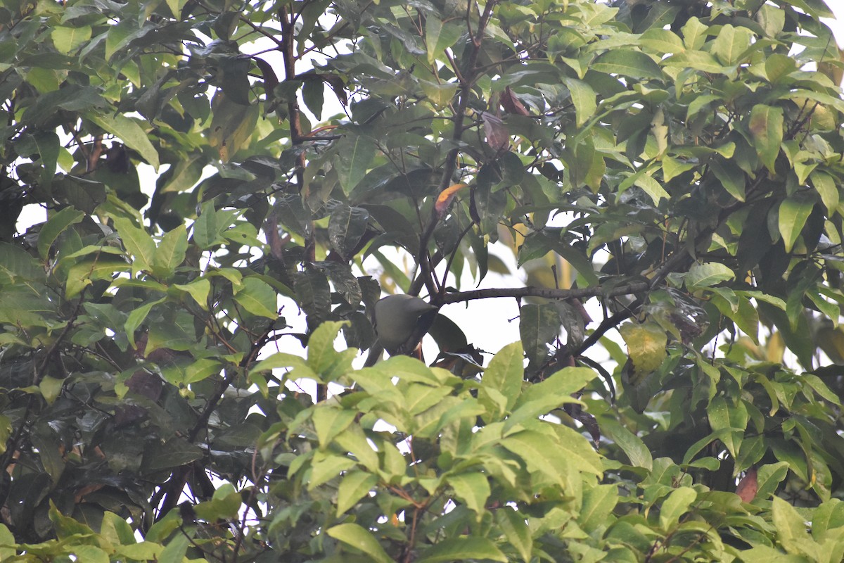 Gray-fronted Green-Pigeon - ML646746691