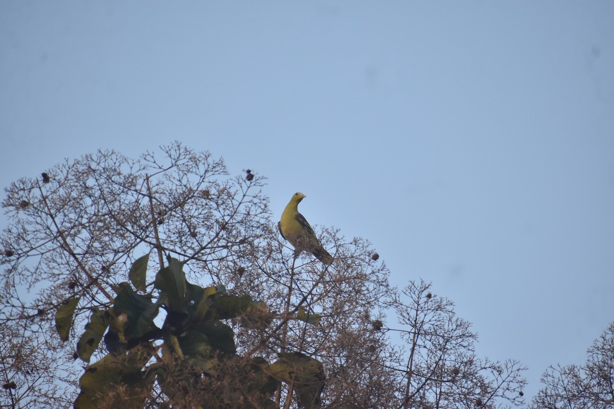 Gray-fronted Green-Pigeon - ML646746692