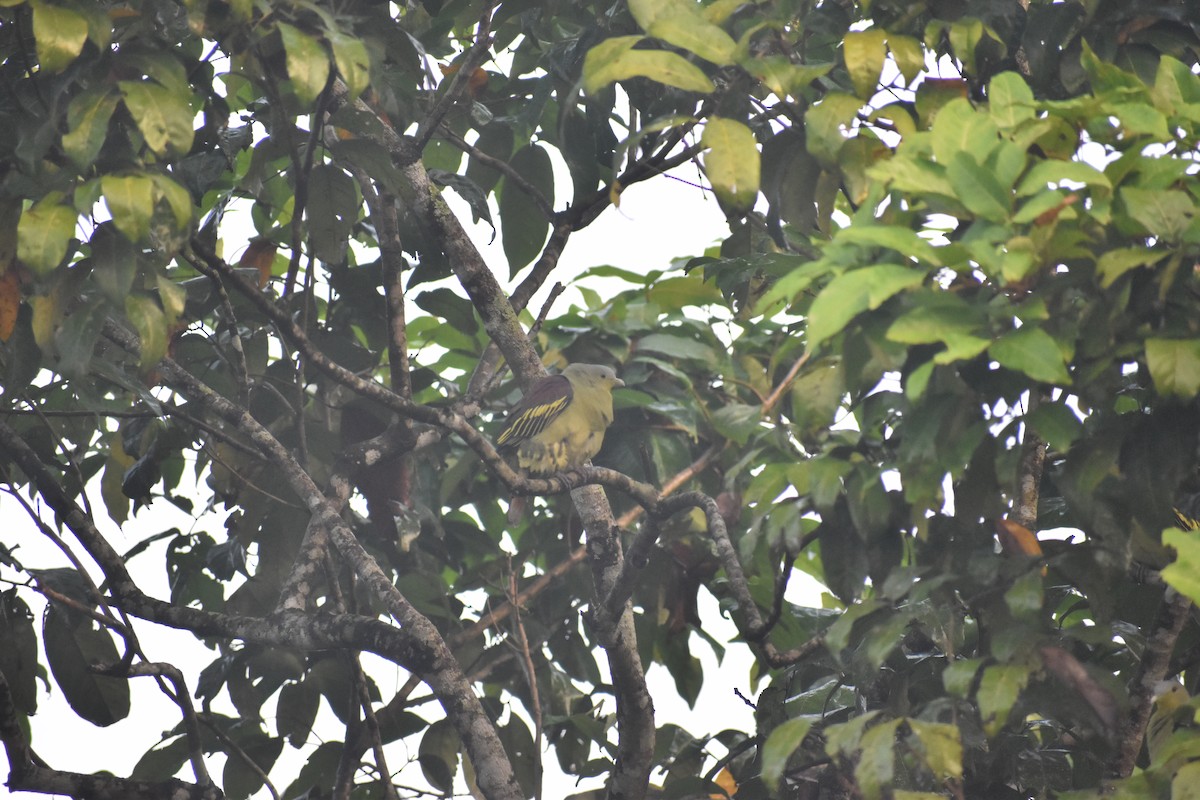 Gray-fronted Green-Pigeon - ML646746693
