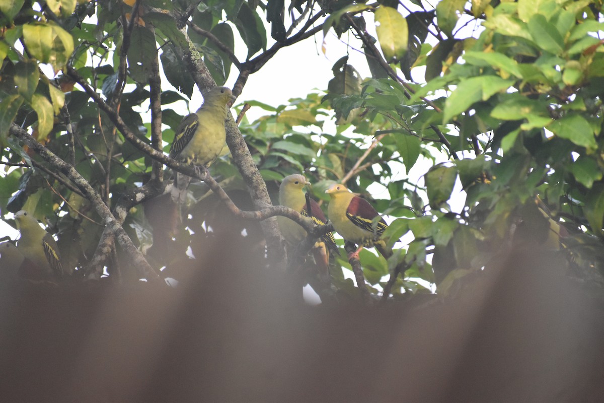 Gray-fronted Green-Pigeon - ML646746694