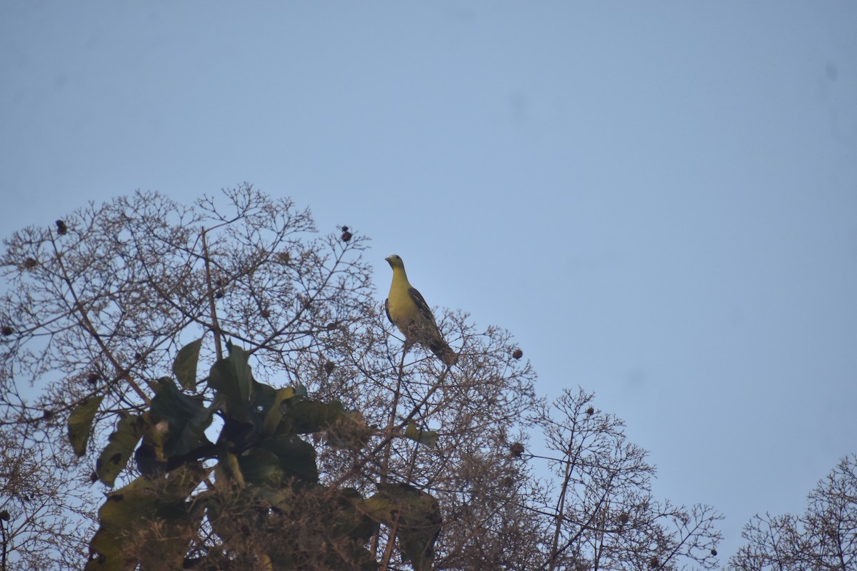 Gray-fronted Green-Pigeon - ML646746695