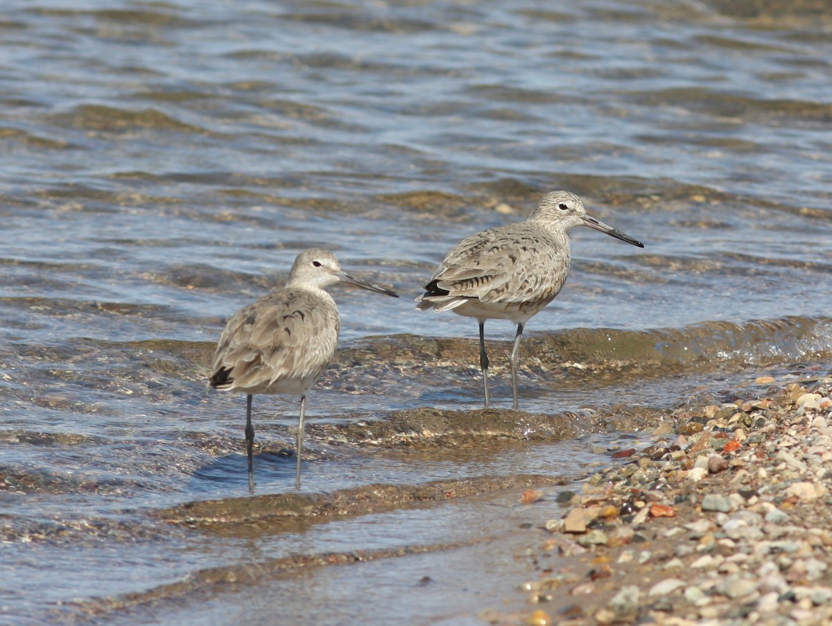 Willet - ML646746696