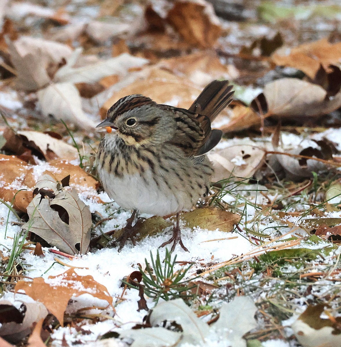 strnadec pruhohlavý - ML646746698