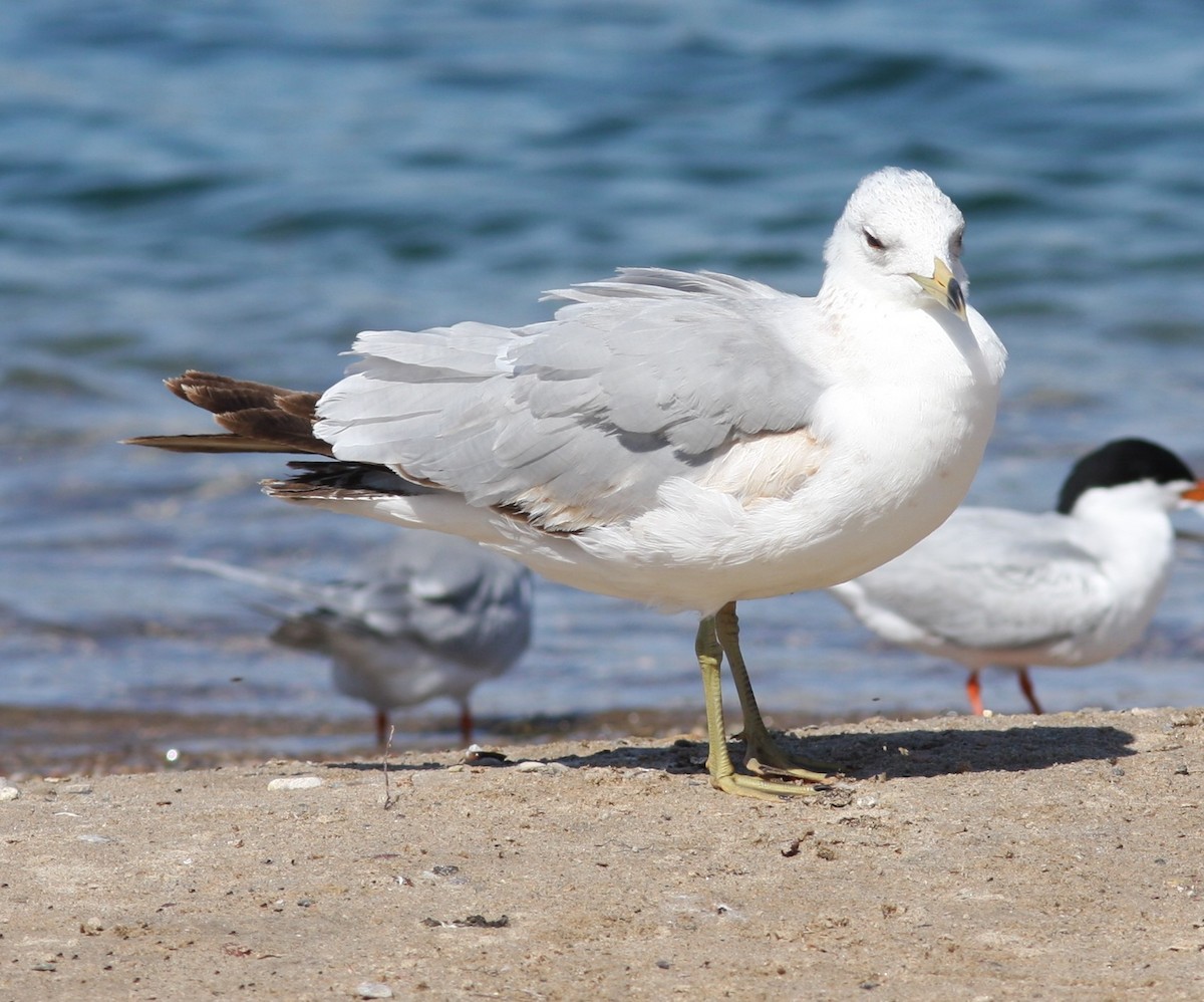 Мартин делаверський - ML646746699