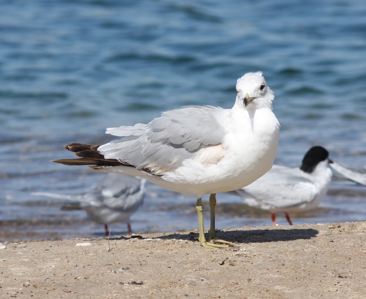 Мартин делаверський - ML646746700