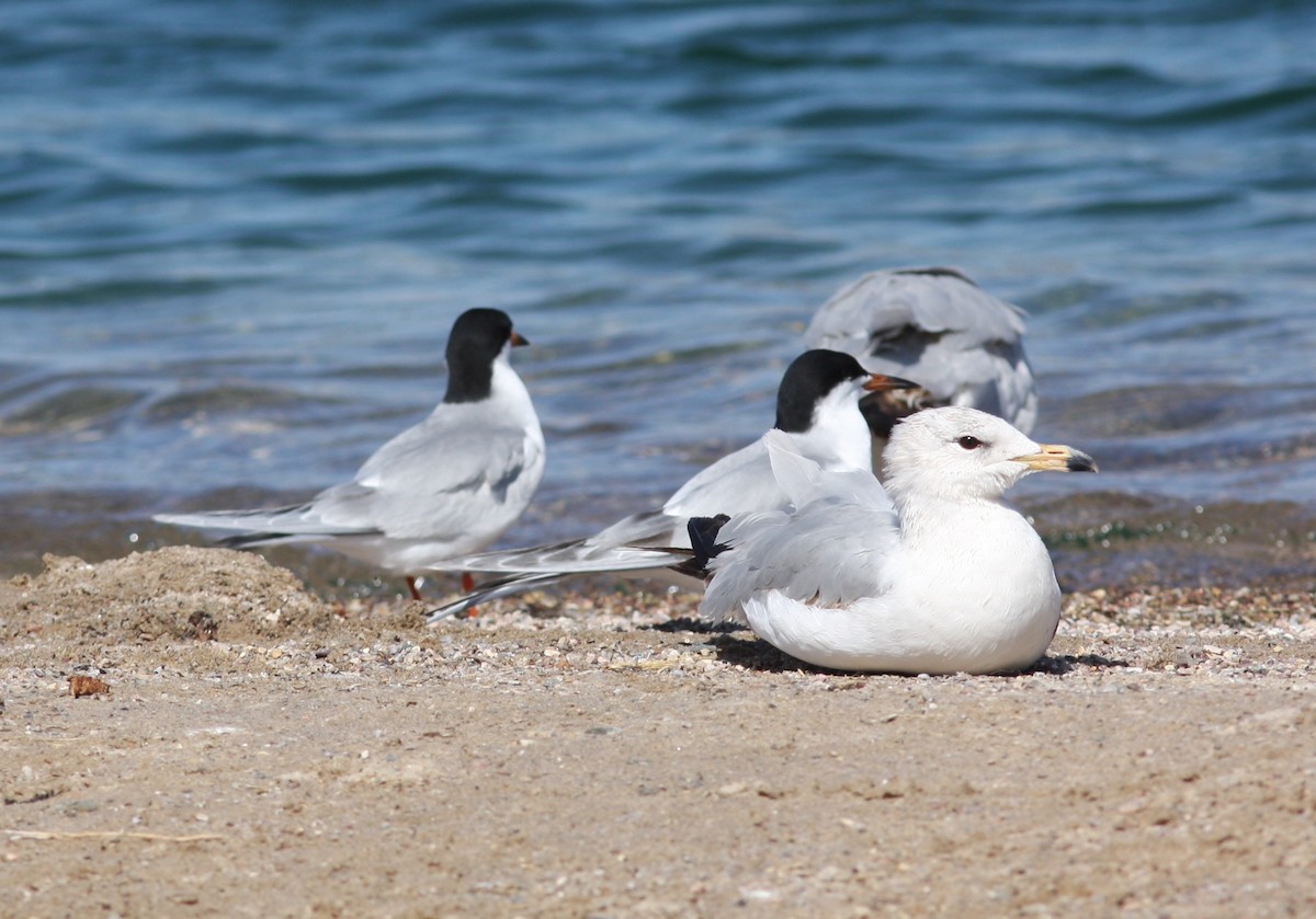 Мартин делаверський - ML646746701