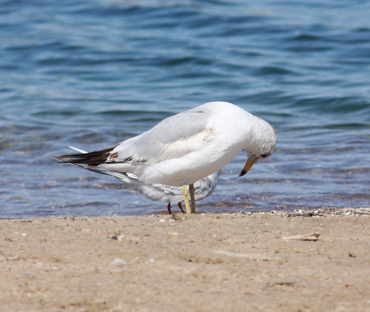 Мартин делаверський - ML646746702
